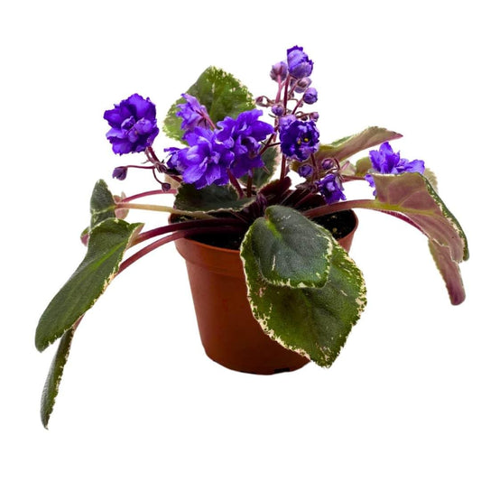 Harmony Foliage African Violet Wrangler's Swinging Blues 4 inch