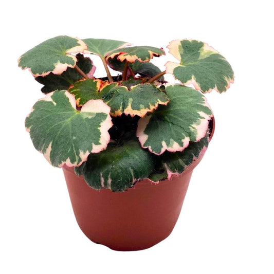 Variegated Strawberry Begonia 2 inch Saxifraga stolonifera