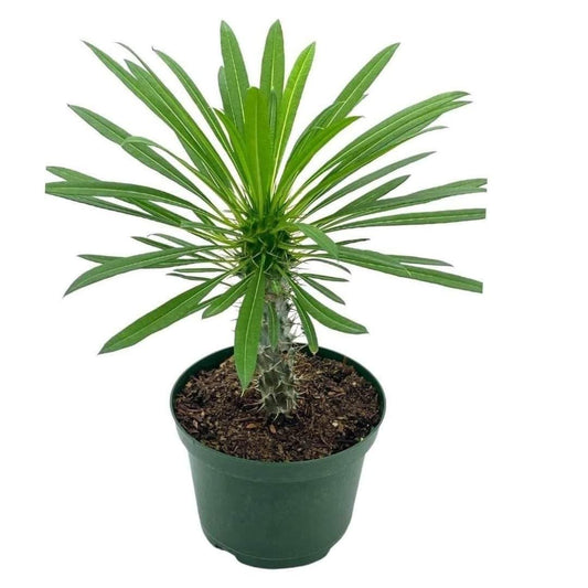 Madagascar Palm, Pachypodium Lamerei, in a 4 inch Pot, Large Pachy geayi Costantin & Bois