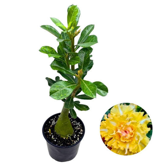 BubbleBlooms Desert Rose Golden Temple 5 inch Pot Yellow and White Variegated Exotic Rare Flower