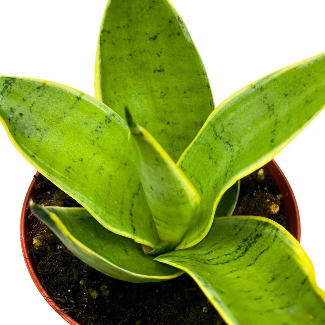 BubbleBlooms Sansevieria Silver Marginata in a 4 inch Pot