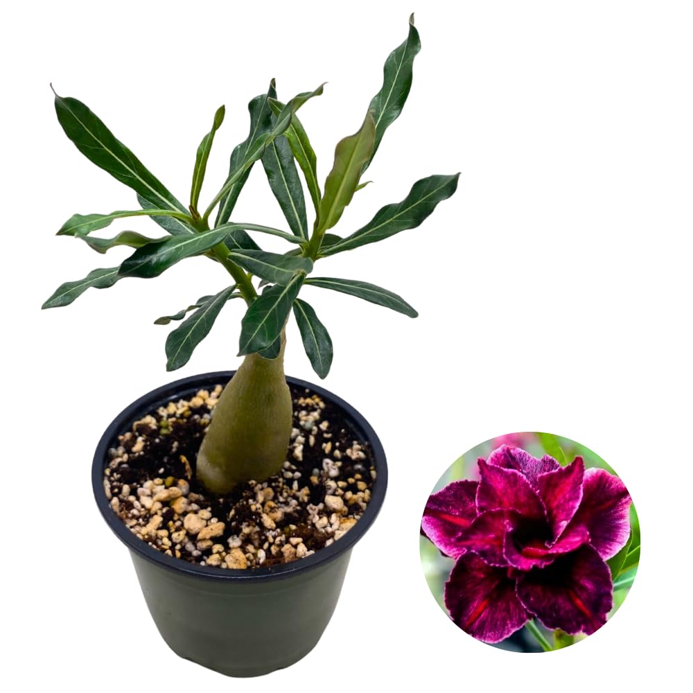 BubbleBlooms Desert Rose Emma in a 4 inch Pot Extremely Rare Flower