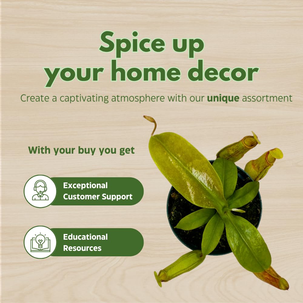 BubbleBlooms Carnivorous Plant Winged Pitcher Nepenthes Gaya in a 3 inch Pot