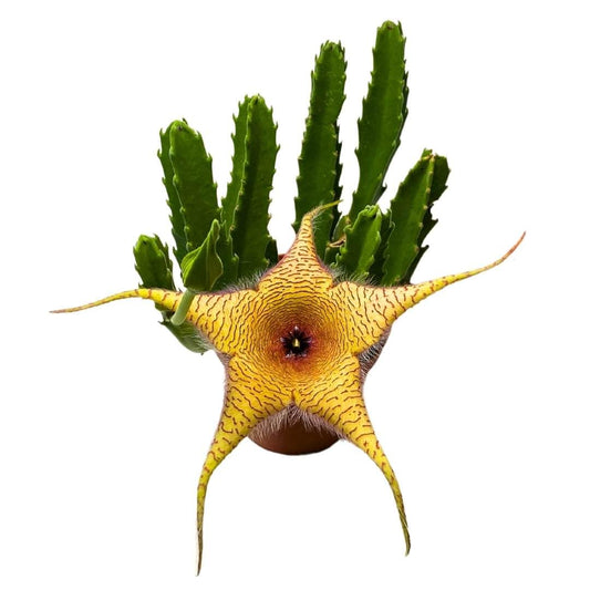 BubbleBlooms Stapelia gigantea, Giant Starfish Flower, Rare Huernia, Zulu Carrion Giant Plant, 4 inch Pot
