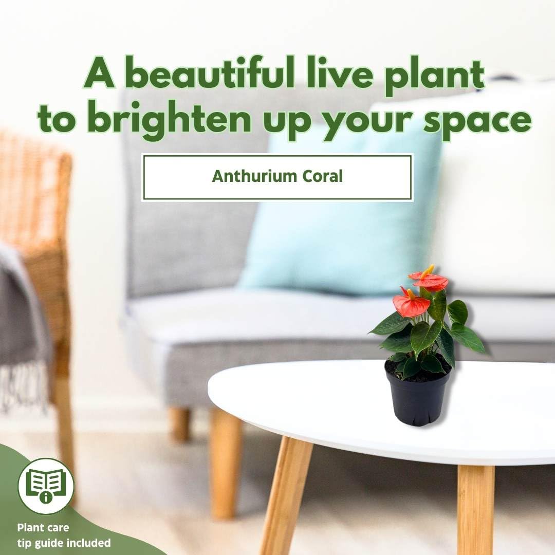 BubbleBlooms Anthurium Coral, Orange - ish in a 4 inch Pot Heart Shaped Leaf