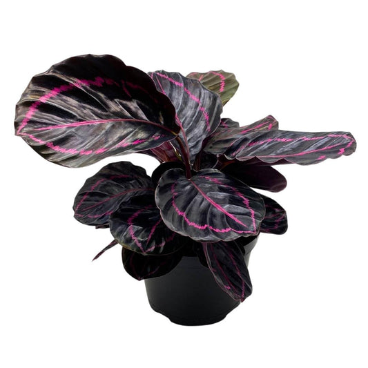 BubbleBlooms Calathea Dottie Black Rose Roseopicta in a 4 inch Pot