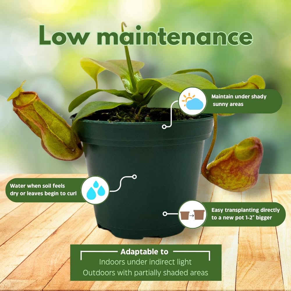 BubbleBlooms Carnivorous Plant Winged Pitcher Nepenthes Gaya in a 3 inch Pot