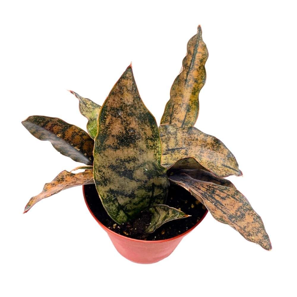 Samurai Dwarf 4 inch Sansevieria Kirk Coppertone, Very Rare Snake Plant