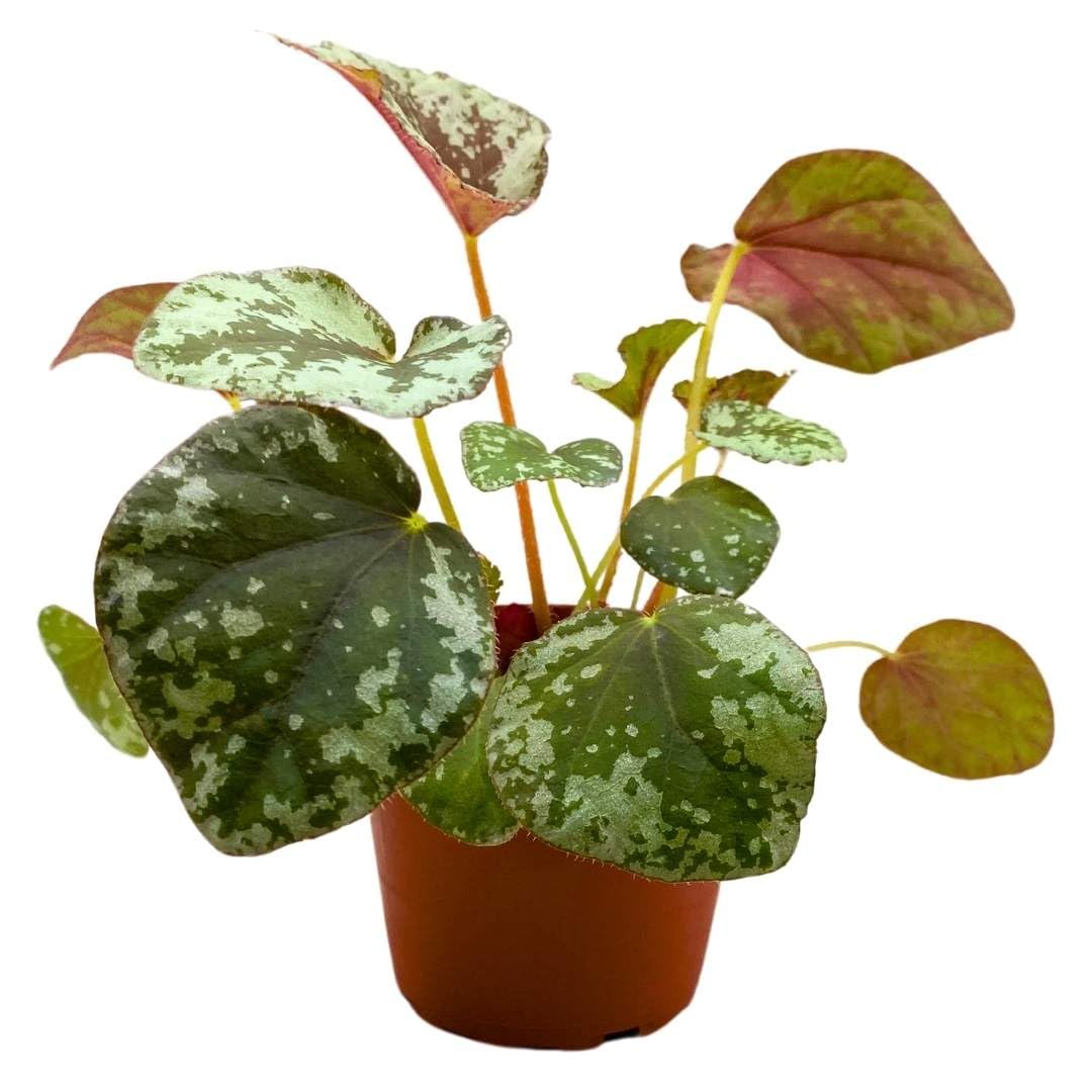 Harmony Foliage Begonia Sykakiengii Premium Rhizomatous Rare Species in a 4 inch Pot