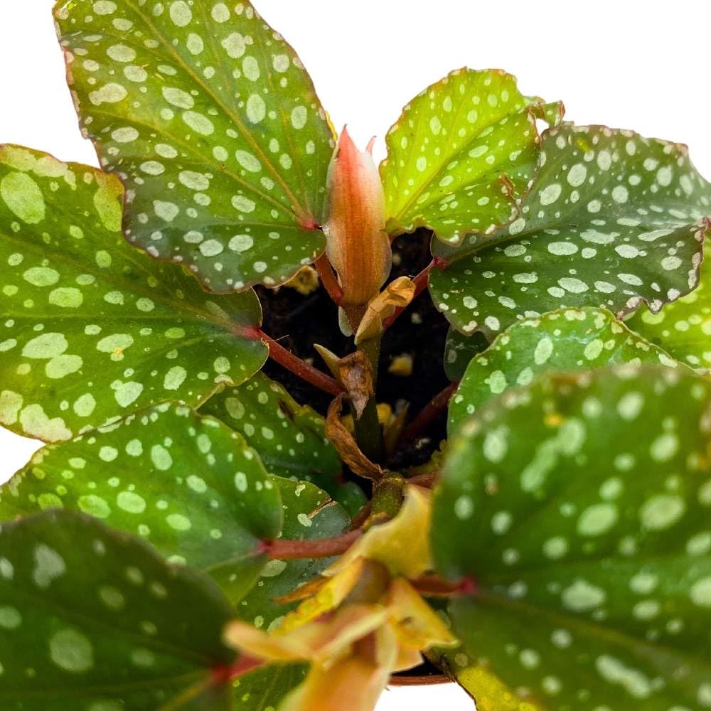 Mini Angel Wing Medora 2 inch Cane Polkadot Begonia Tiny Pixie Plant