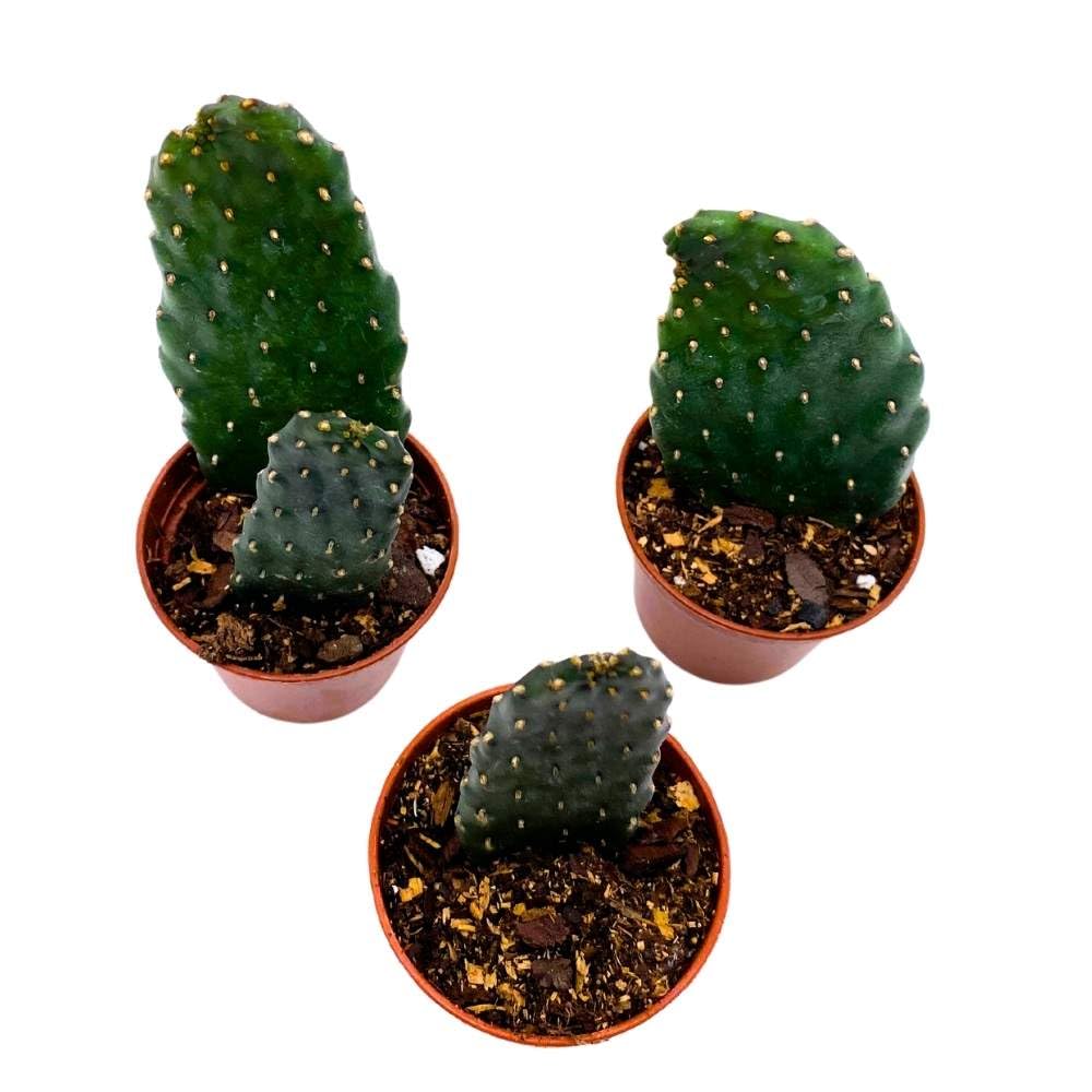 Sour Pricklypear, 2 inch Set of 3, Consolea rubescens, Opuntia Road Kill Cactus, Tiny Mini Pixie Plants