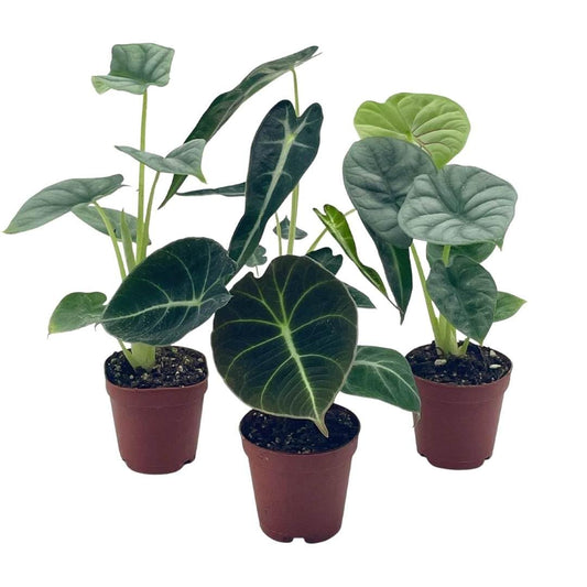 Alocasia Assortment Set, 2 inch pots, 4 Different Alocasias Frydek, Black Velvet, Silver Dragon, Maharani, Regal Shield, Bambino