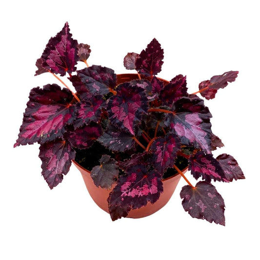 Harmony's Black Heart 6 inch Begonia Rex Black Red Dark