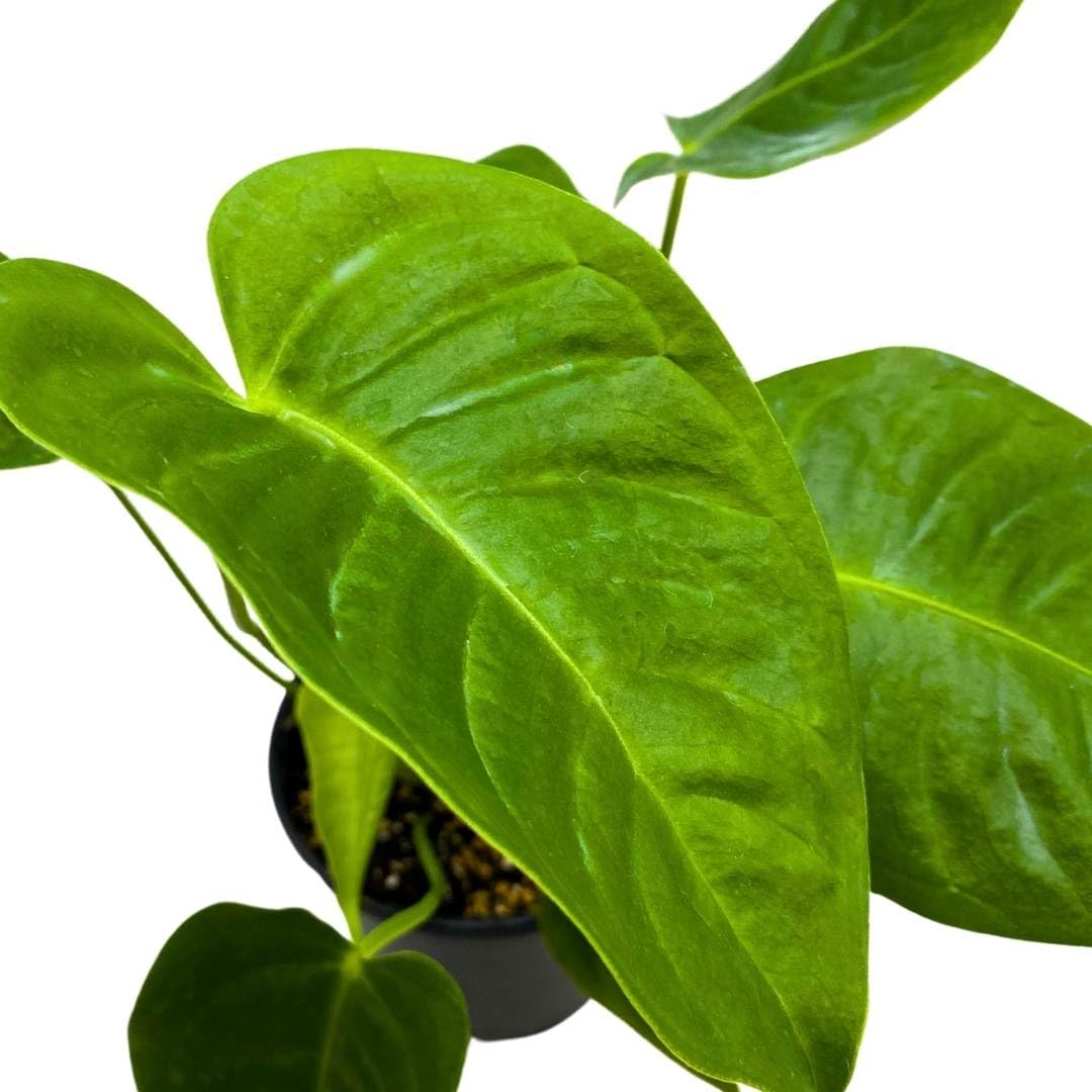 BubbleBlooms King Anthurium Large Leaf in a 4 inch Pot