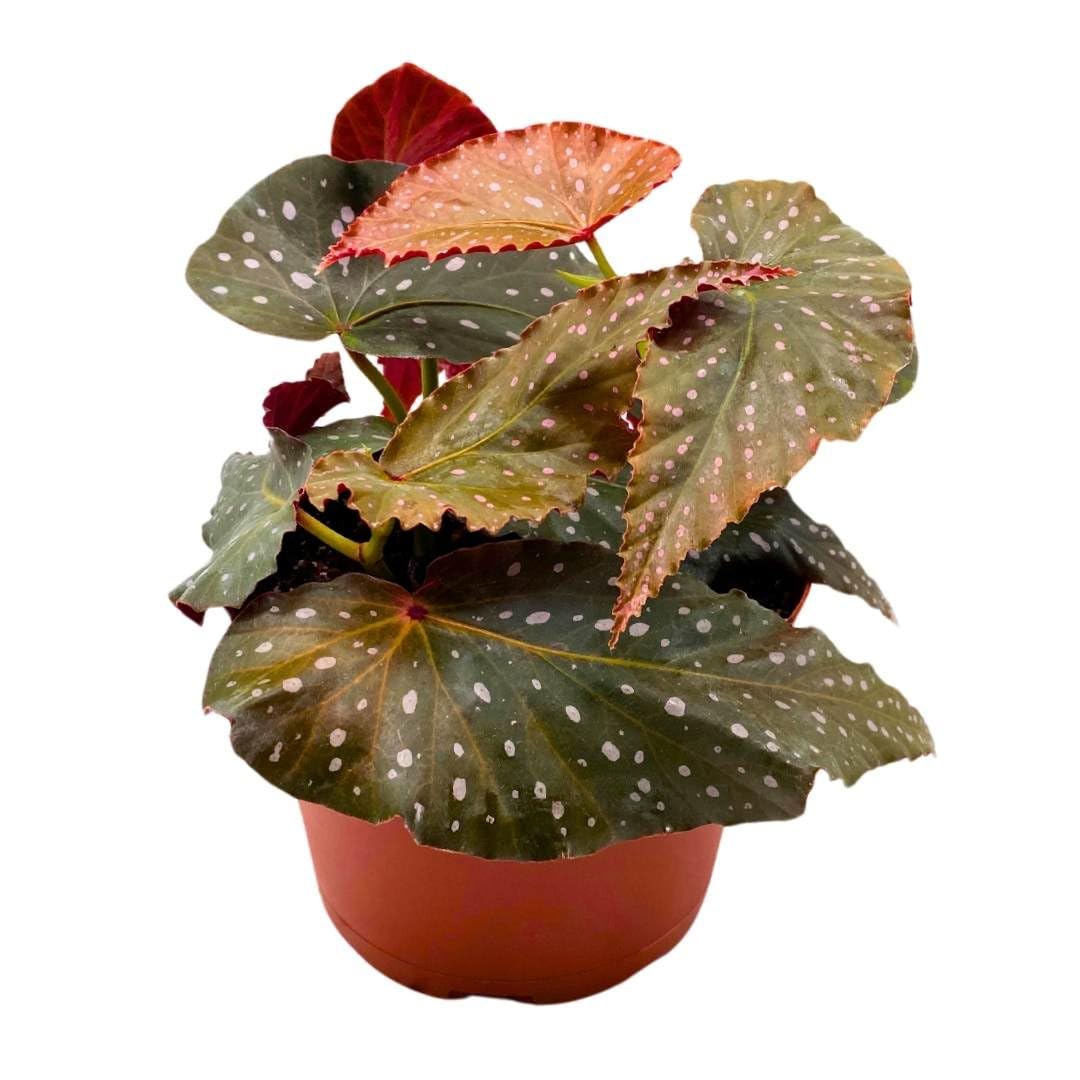 Harmony Foliage Angel Wing Cane Begonia Harmony's Dreams 6 inch