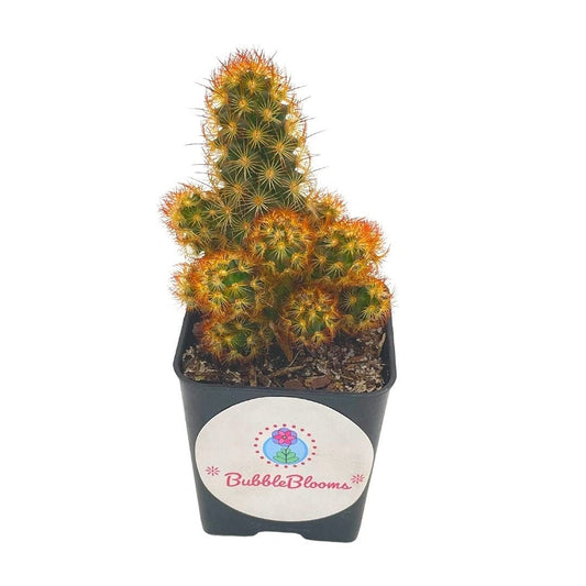 Fire Golden Copper King, Mammillaria Elongata, Glowing Lady Fingers Cactus, Fiery Glow, Cacti Well Rooted Healthy Starter in 2 inch Pot