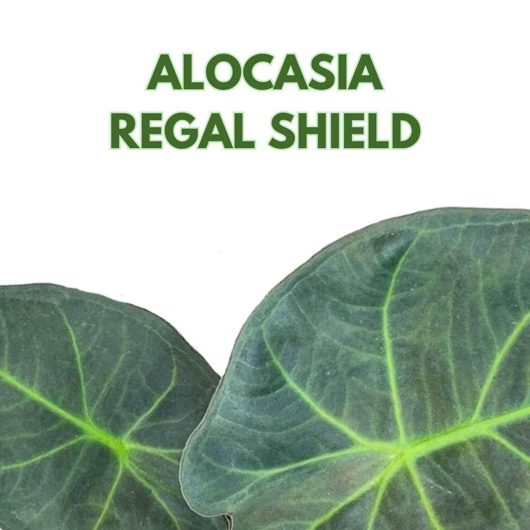 BubbleBlooms Alocasia Regal Shield in a 6 inch Pot Black Elephant Ear, Upright