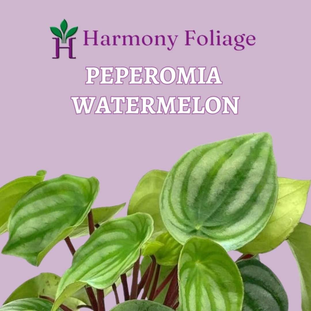 BubbleBlooms Watermelon Peperomia argyreia Water Melon Pep in a 4 inch Pot