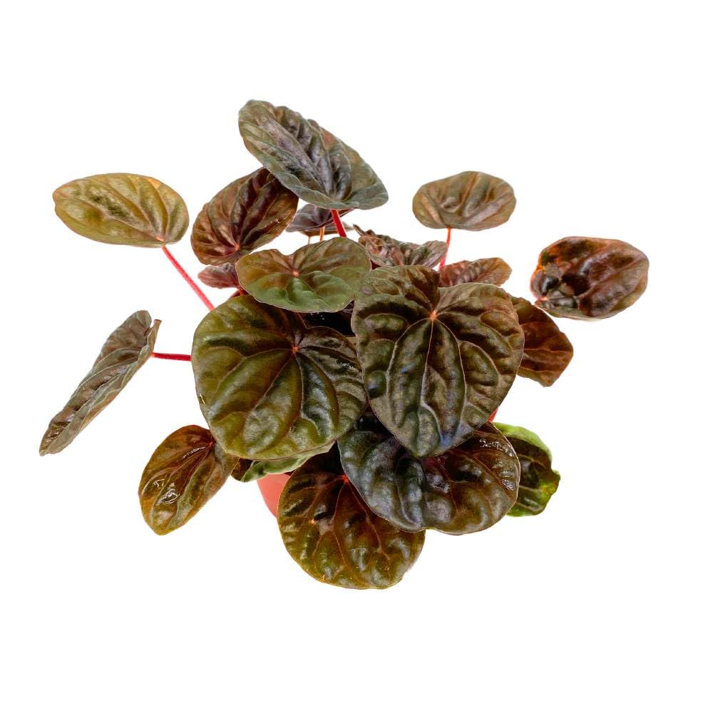 Peperomia Chocolate 4 inch Dark Red Brown Caperata