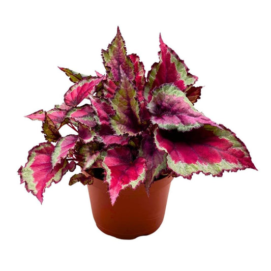 Begonia Rex Spitfire in a 6 inch Pot Pink Silver