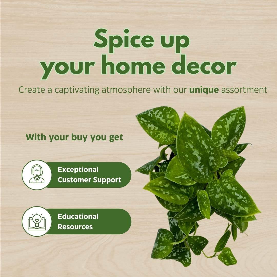 silver vine pothos Satin Pothos Scindapsus Pictus