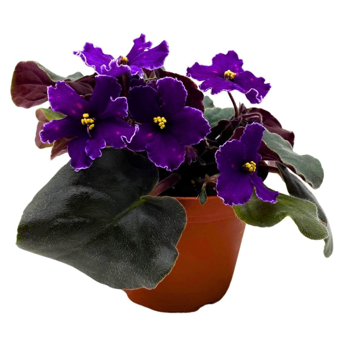 Harmony Foliage African Violet VaT in The Sky 4 inch Purple Flower with Pink Flecks