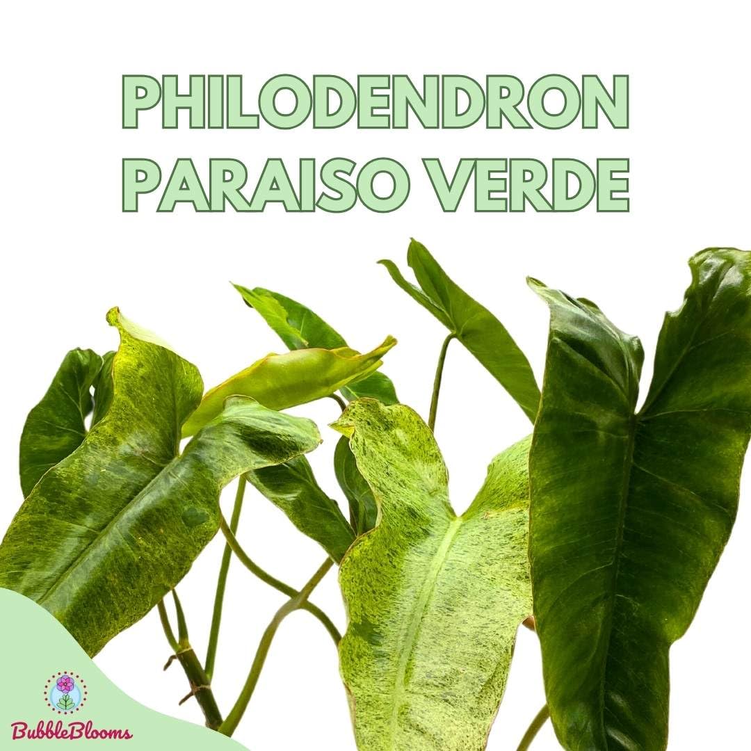 BubbleBlooms Philodendron Paraiso Verde in a 6 inch Pot Green Paradise, Green Princess Philo Marbled Variegation