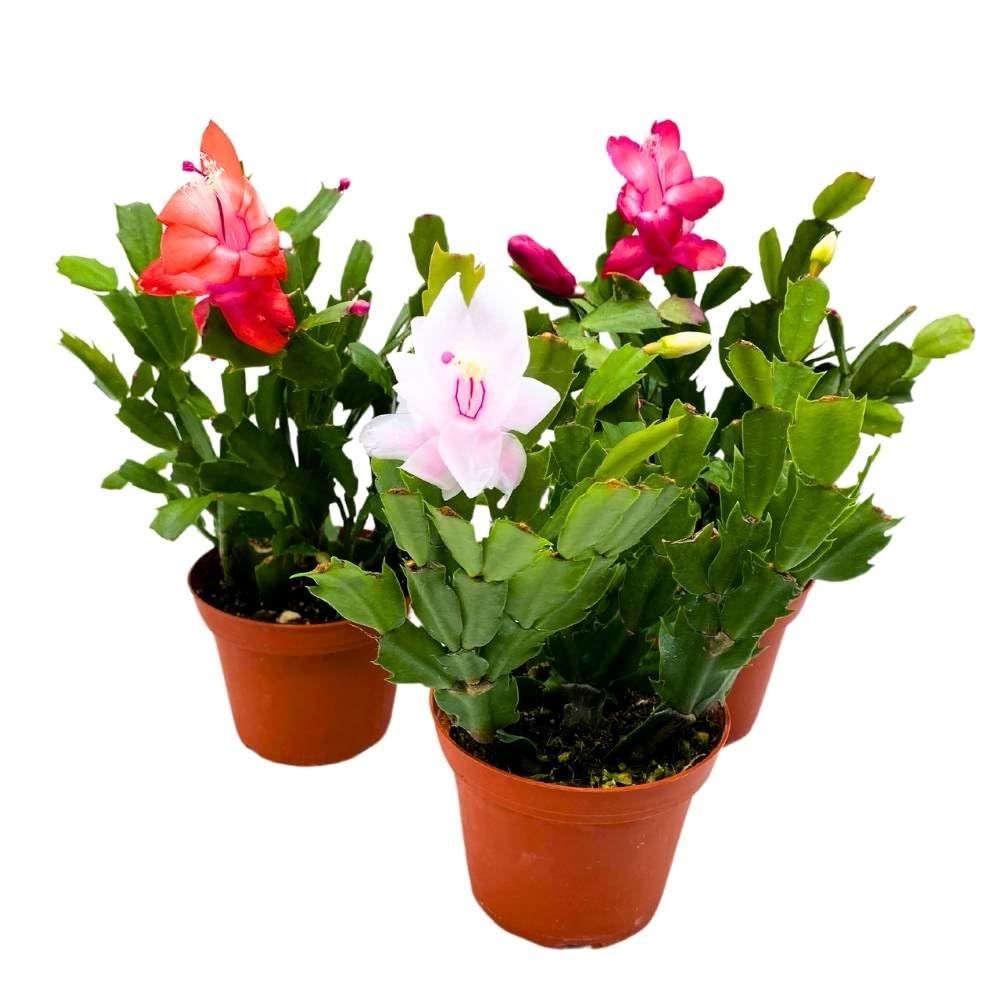 Christmas Cactus Assortment, 4 inch Set of 3 Holiday Cactus Thanksgiving, Easter Cactus, Seasonal Flowering