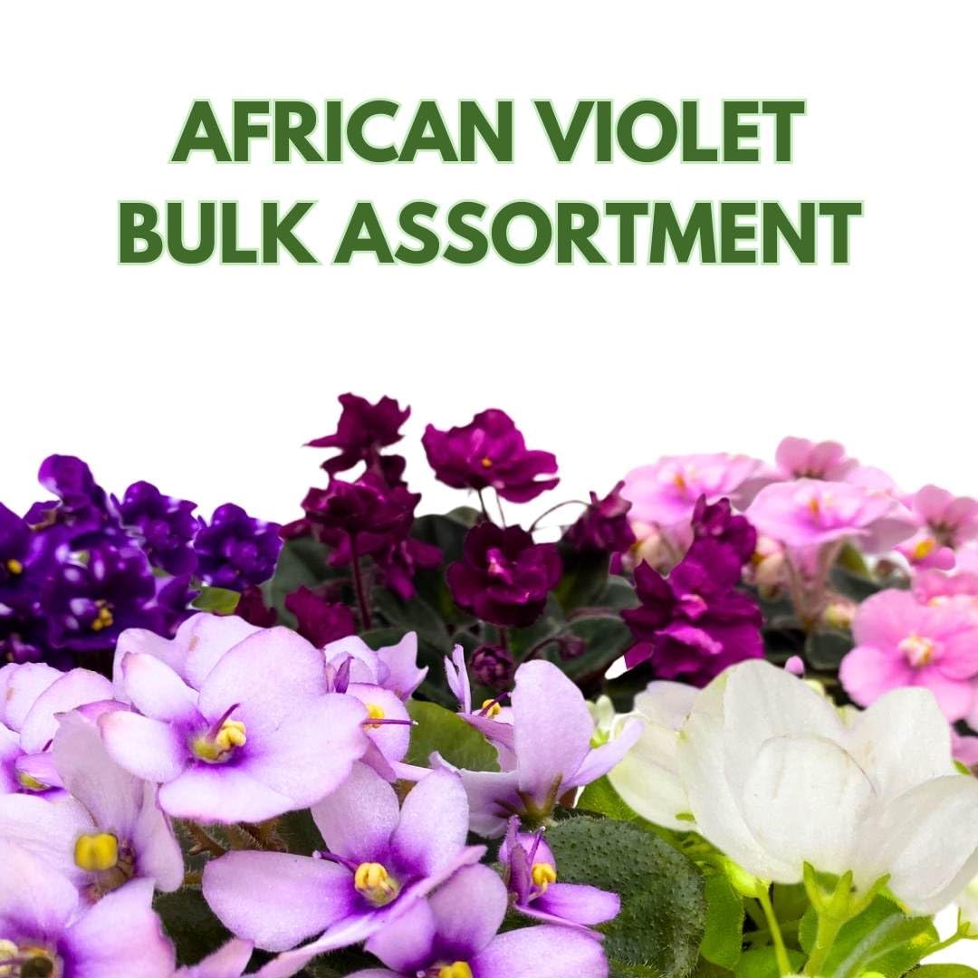 Harmony Foliage African Violet Assortment in 4 inch pots 30-Pack Bulk Wholesale Variegated Saintpaulia Gesneriads