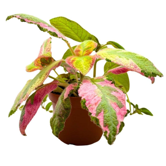 Harmony Foliage Episcia Picasso Rare Variegated Flame Violet Flowering Gesneriad