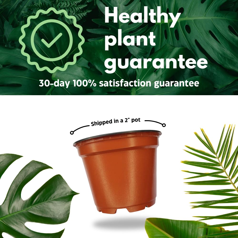 BubbleBlooms Philodendron Golden Imperial in a 2 inch Pot Tiny Minie Pixie Plant