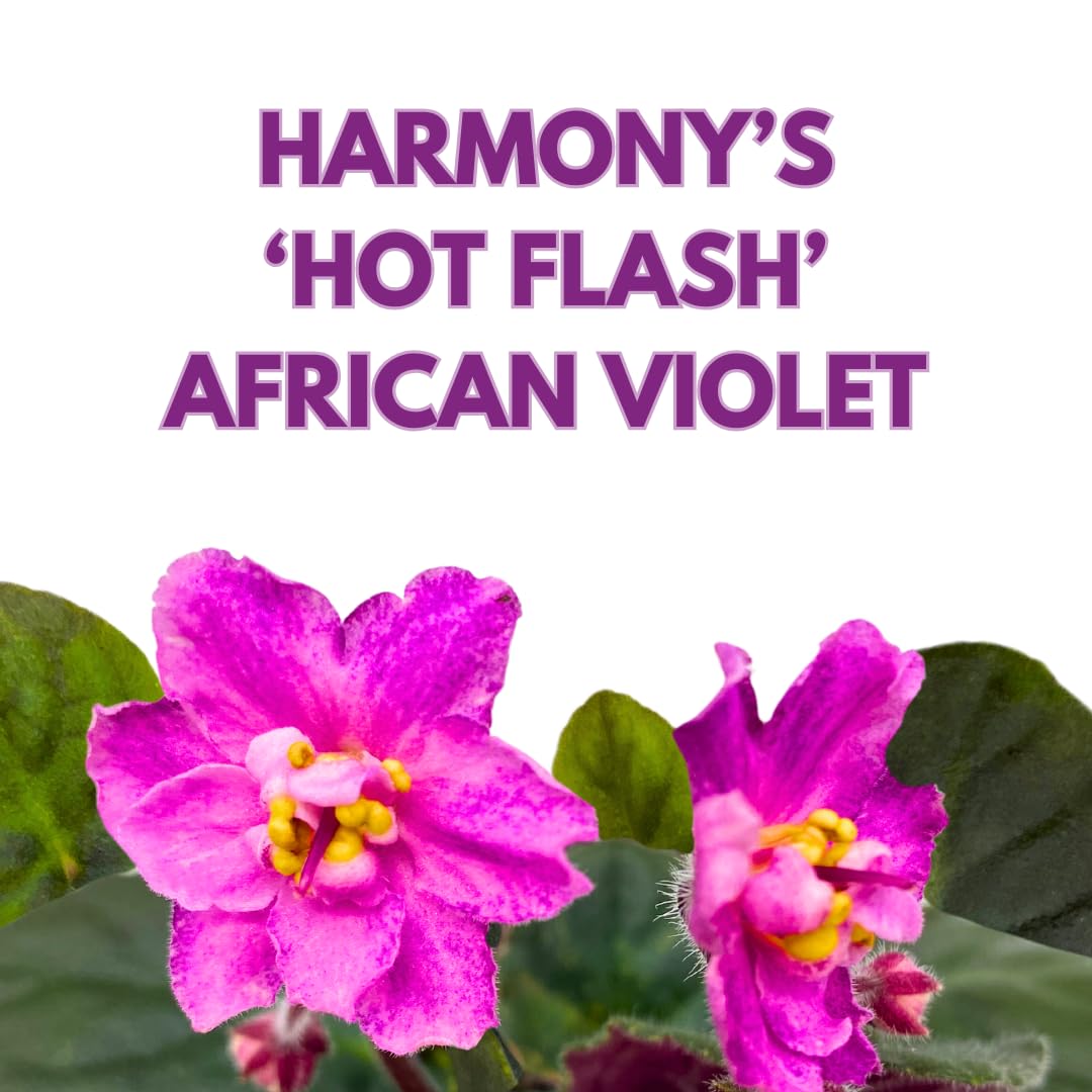 Harmony Foliage African Violet Harmony's Hot Flash 4 inch Pink Flower