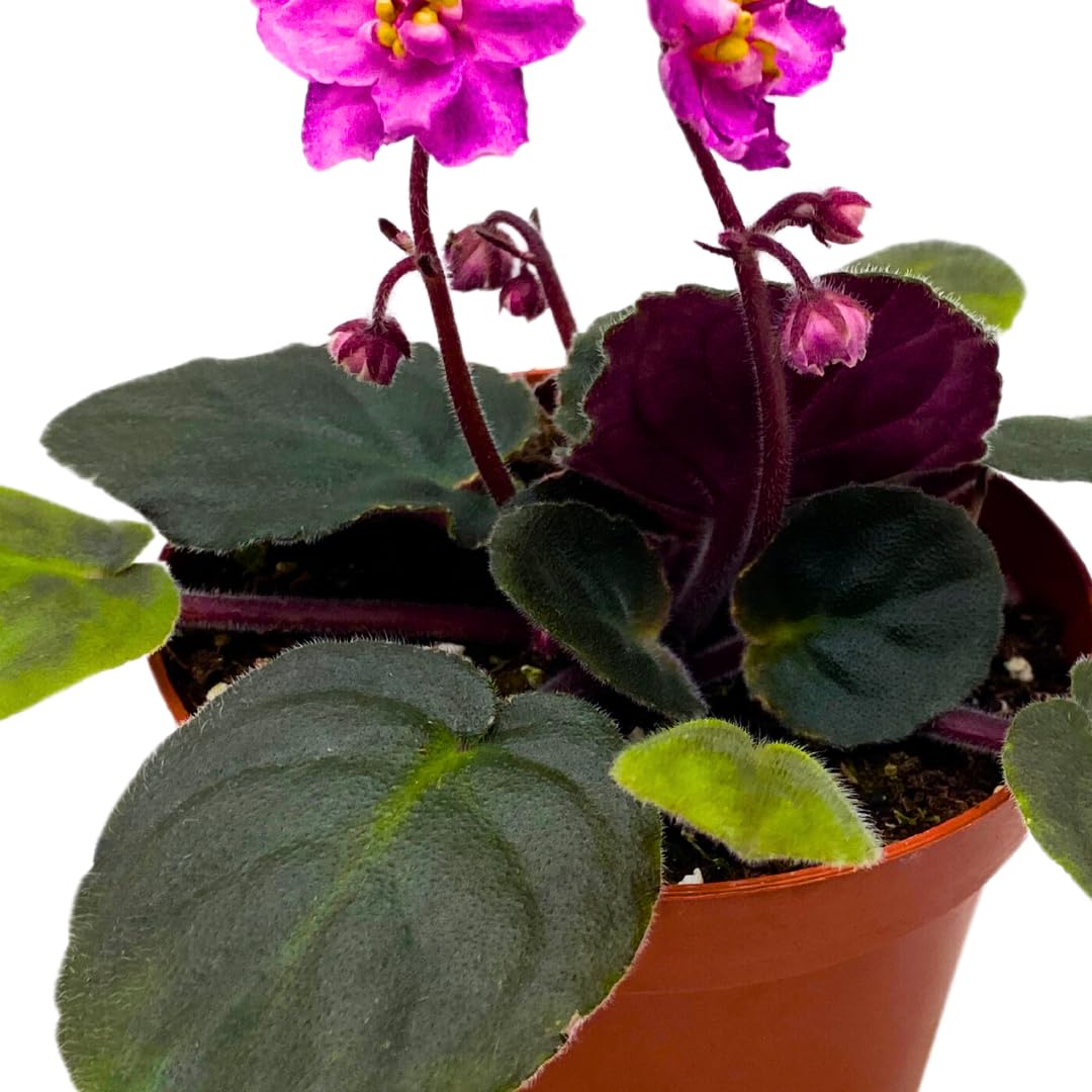 Harmony Foliage African Violet Harmony's Hot Flash 4 inch Pink Flower