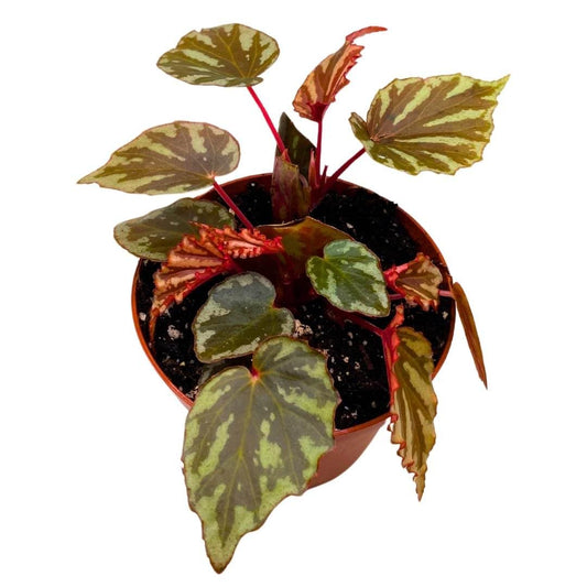 Harmony Foliage Begonia Irian Jaya 4 inch Rare