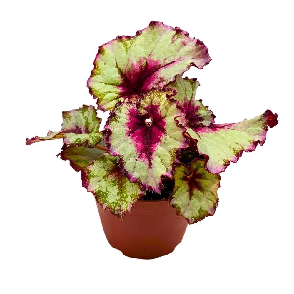 Harmony's Peppermint Twist Begonia Rex 4 inch Light Green and Pink Spiral