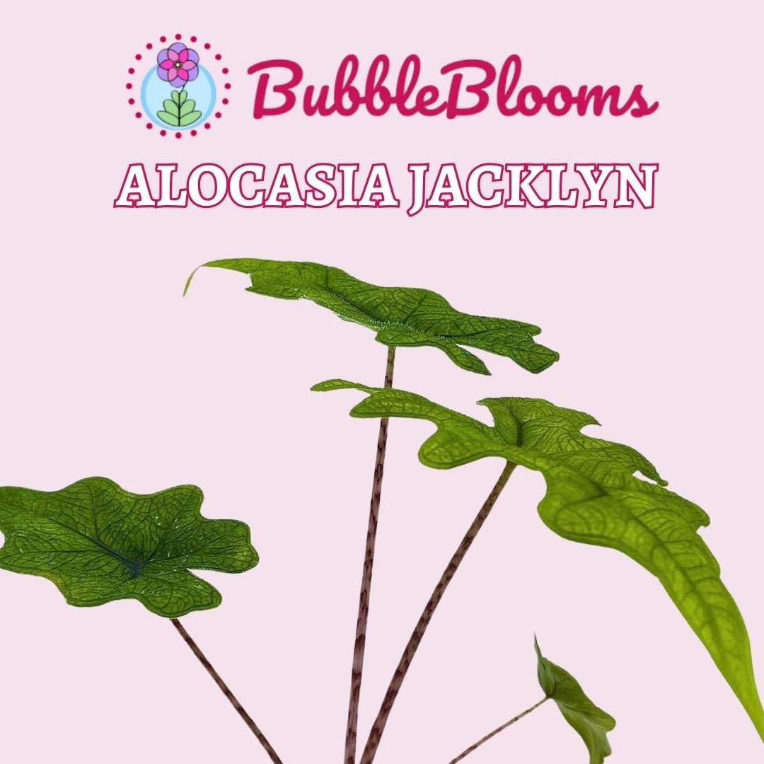 Alocasia Jacklyn, 2 inch Set of 3, Rare Jewel Elephant Ear Tiny Mini Pixie Plants