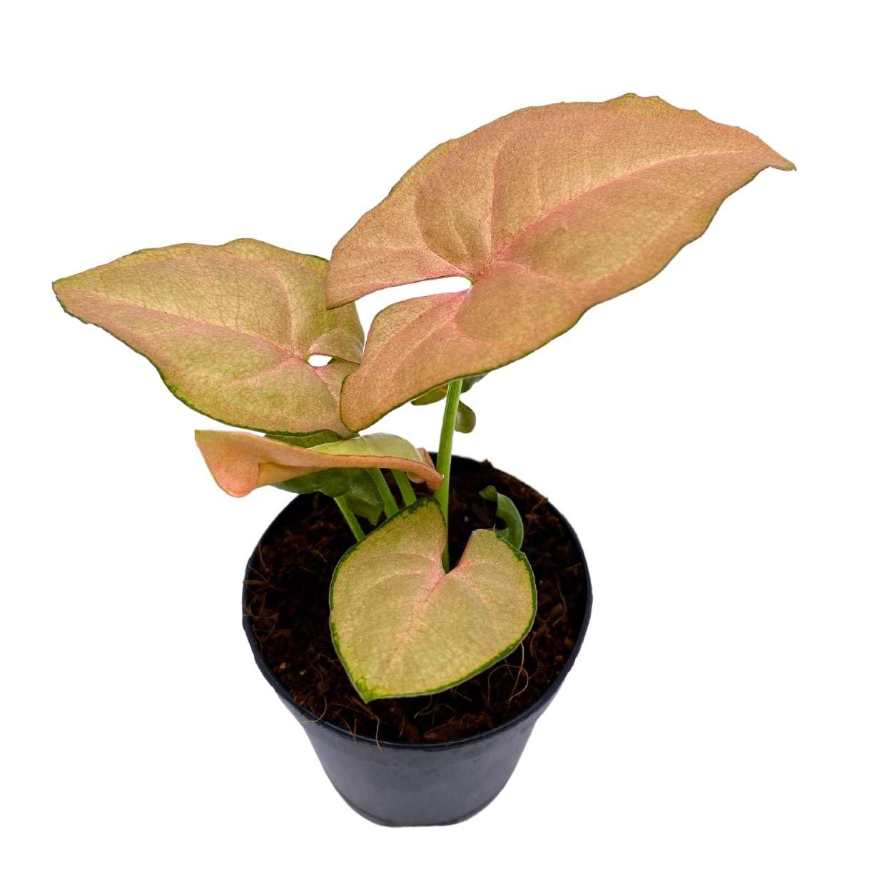 BubbleBlooms Neon Pink Syngonium, 2 inch Arrow Head Vine Vining Indoor Plant