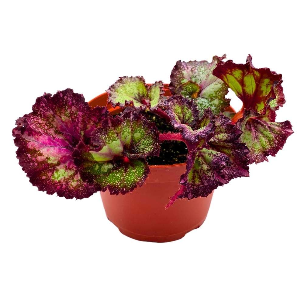 Harmony's Puppy Love 6 inch Begonia Rex Gnarly Purple White Splash