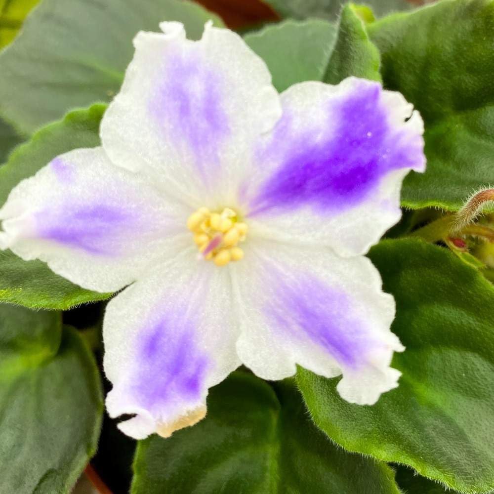 VaT Winter Landscape African Violet, 4 inch, Gesneriad Purple White Variegated Flower