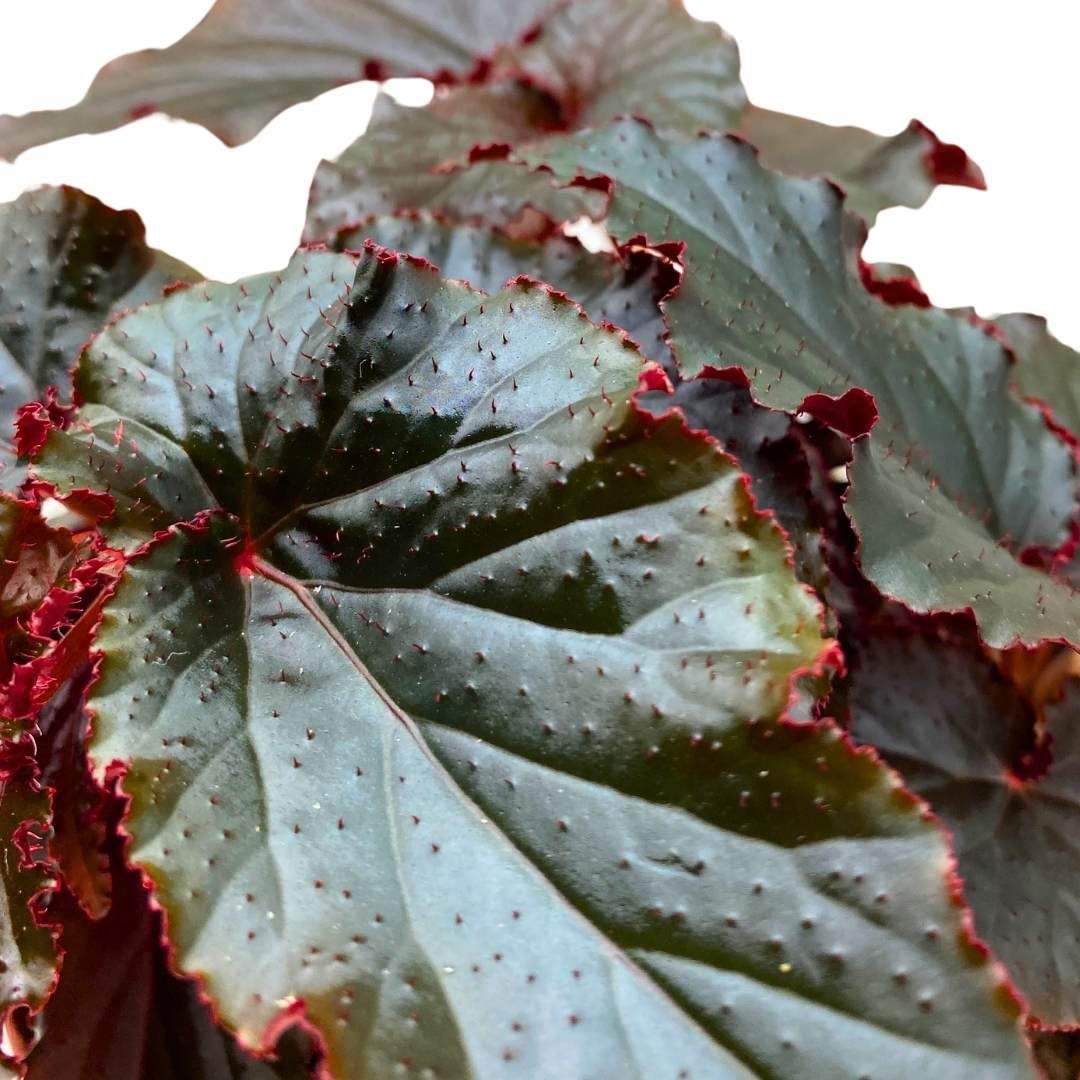 Harmony Foliage Begonia Black Magic Angel Wing Cane 6 inch