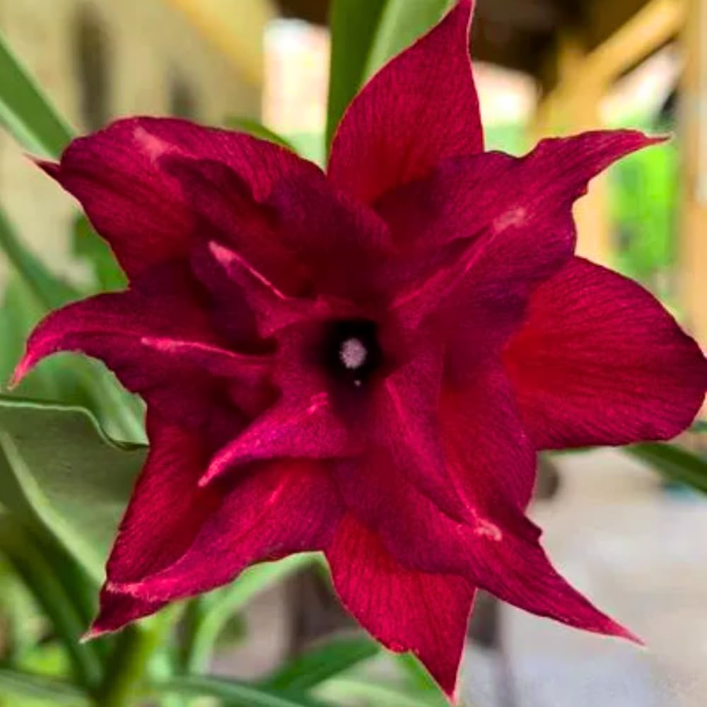 BubbleBlooms Desert Rose Medusa in a 4 inch Pot Extremely Rare Flower