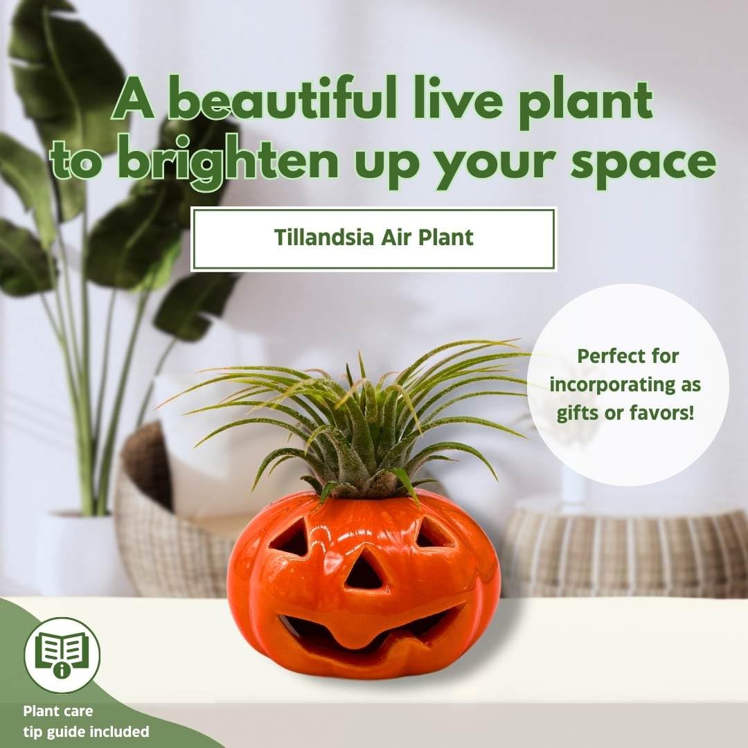 pumpkin air plant BubbleBlooms Halloween Ceramic Pumpkin Set of 3 Jack-o-Lantern Air Pla – Florida House Plants