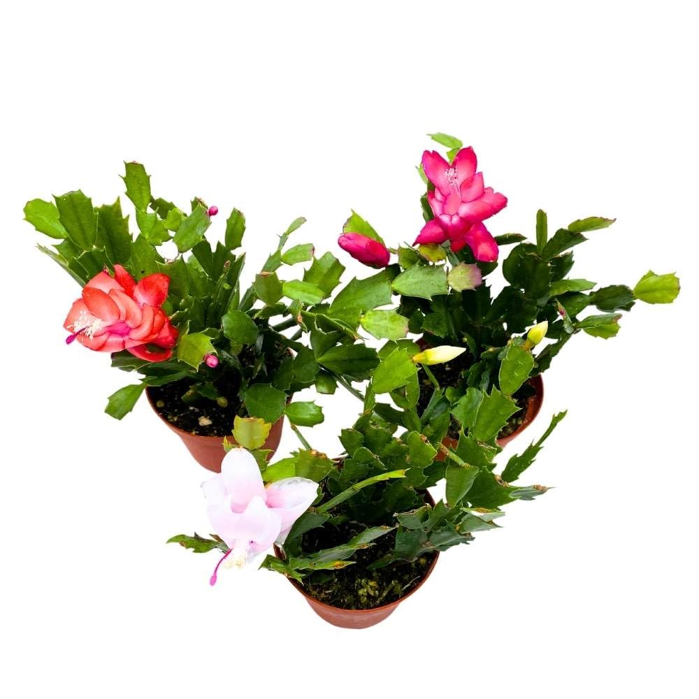 Christmas Cactus Assortment, 4 inch Set of 3 Holiday Cactus Thanksgiving, Easter Cactus, Seasonal Flowering