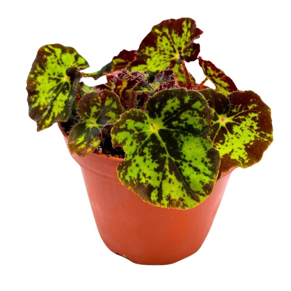 Begonia U578 Rhizomatous 4 inch Dark Green and Black Rhizo