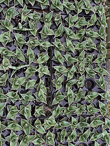 BubbleBlooms Sansevieria Samurai Dwarf (Sansevieria ehrenbergii Banana) Blue, Sword, Seleb Sansevieria, East African Wild Sisal