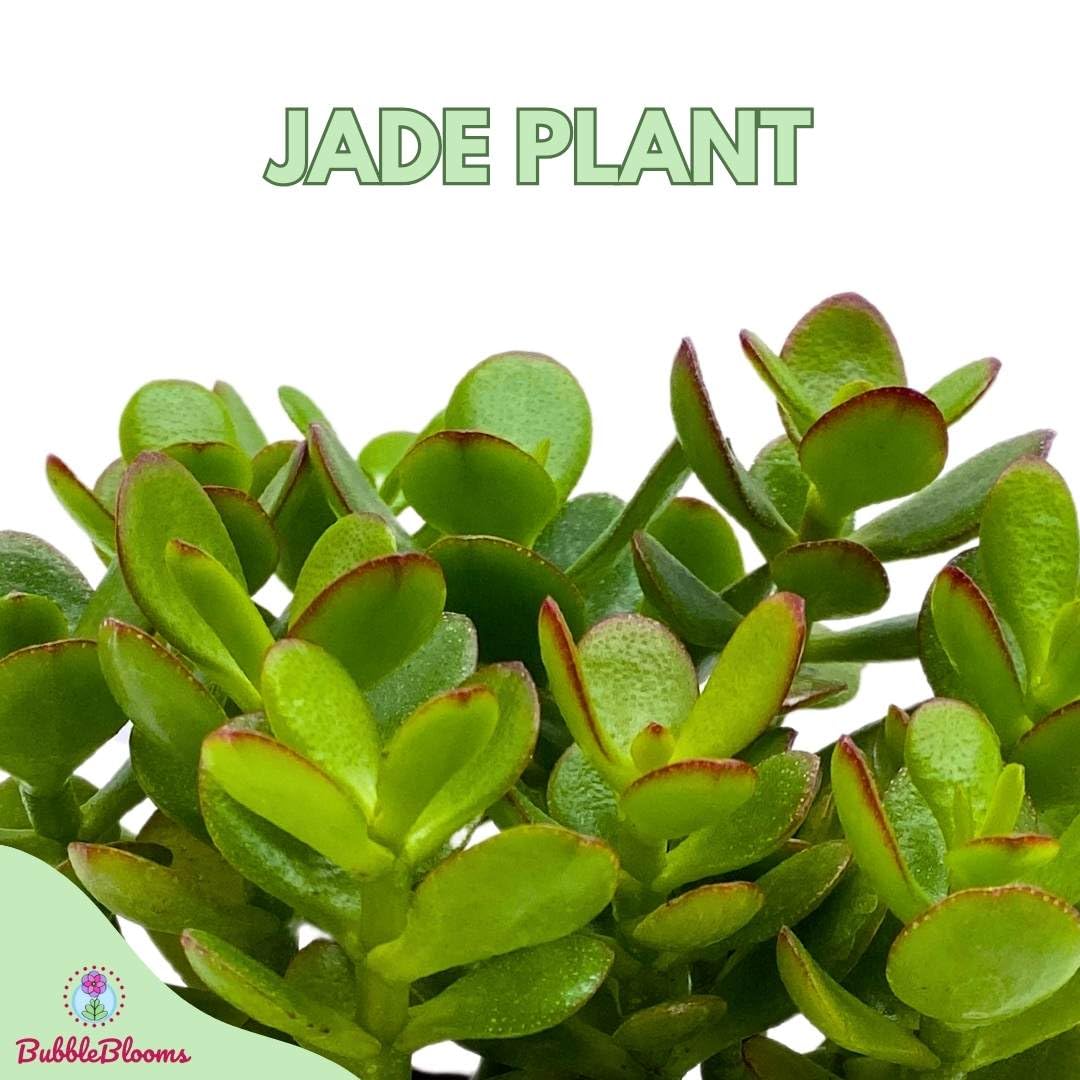 BubbleBlooms Jade Succulent in a 4 inch Pot Crassula ovata