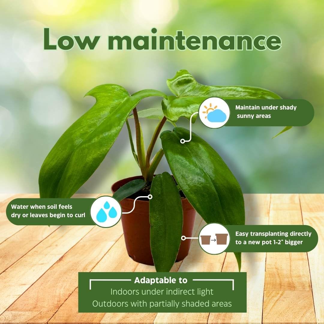 BubbleBlooms Philo Florida Green, 4 inch Philodendron Pedatum