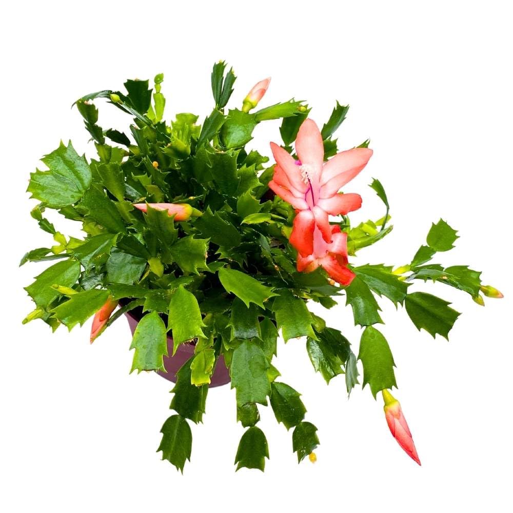 Christmas Cactus, 6 inch Holiday Cactus Thanksgiving Cactus, Crab Cactus, Easter Cactus, Seasonal Flowering