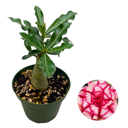BubbleBlooms Desert Rose Guangyao in a 4 inch Pot Extremely Rare Flower