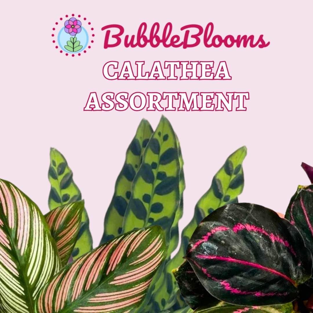 Calathea Assortment Set, 4 inch pots, Set of 3, Prayer Plant Variety, Great Indoor Houseplants, Rattlesnake, Stella, Medallion, Vittata
